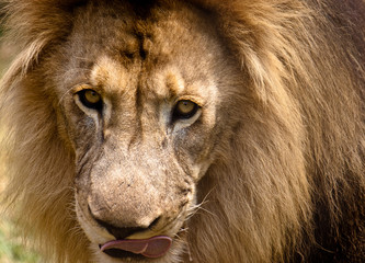 Portrait of a male lion, South Africa