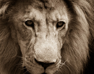 Portrait of a male lion, South Africa