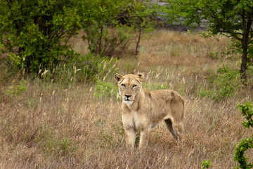 A wild lioness standing in grassland, South Africa