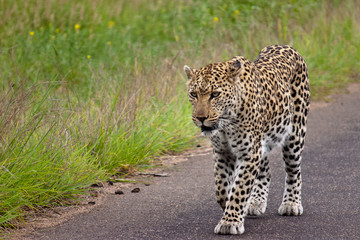A leopard walking on a street in Kruger National Park, South Africa