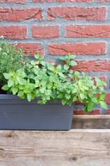 Fototapeta na wymiar Herbs: oregano. Outdoor, garden, brick wall.