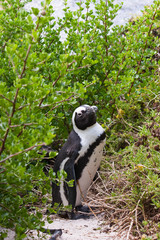 Obraz premium A penguin looking into camera, Simonstown, South Africa