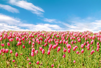 tulip flowers in spring