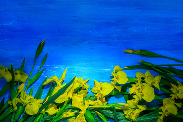 Fototapeta na wymiar Yellow flowers of iris on a blue background
