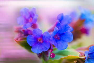 A perennial plant in the primrose Pulmonária blue on a delicate lilac background blur