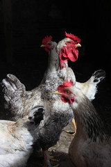 rooster among chickens