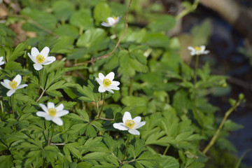Anemone nemorosa