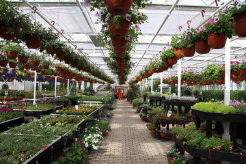 Greenhouse farming. Garden center selling plants in a greenhouse