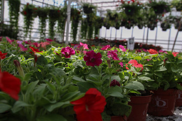 Fototapeta na wymiar Greenhouse farming. Garden center selling plants in a greenhouse