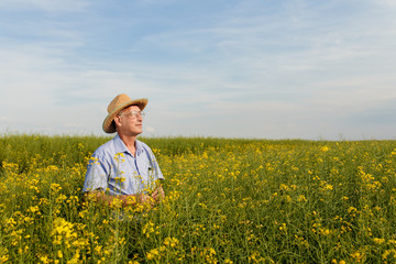 Naklejka na ściany i meble Senior farmer standing in a rapeseed field and examining crop.