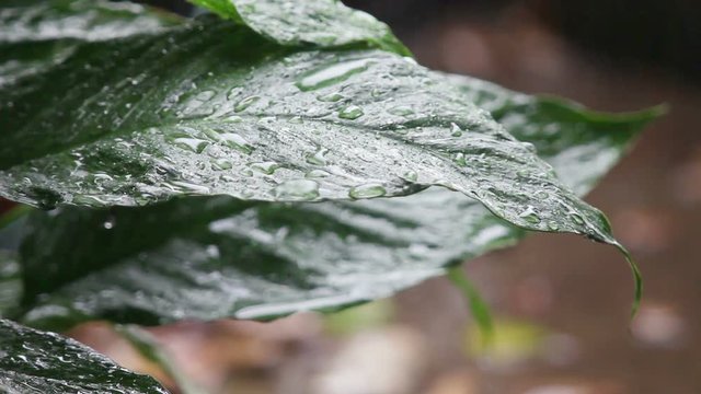 Healthy plant leaves in a rainstorm