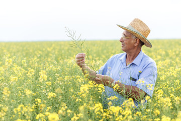 Senior farmer standing in a rapeseed field and examining crop.
