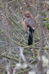 Geai des chênes perché sur un arbre, Garrulus glandarius