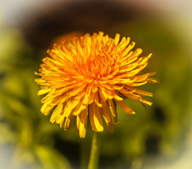 Dandelion in spring