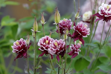 Aquilegia flower