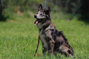 young border collie