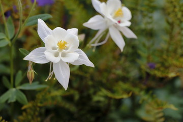 Fototapeta premium Aquilegia flower