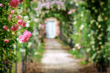 Beautiful roses on arches in the ornamental garden with footpath. - obrazy, fototapety, plakaty