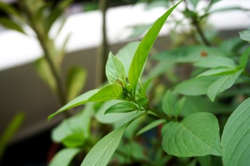 Fototapeta na wymiar Close up view of real Basil Leaves herb plant for home gardening and food photo