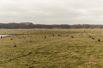 Fototapeta na wymiar A field full of cranes