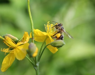 Bee on a St. John's wort herb