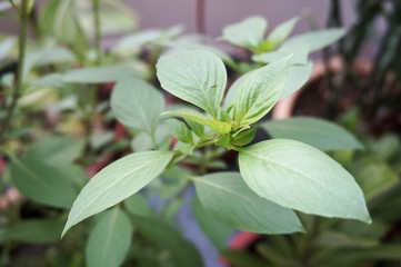 Close up view of real Basil Leaves herb plant for home gardening and food photo