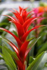 A guzmania plant opens its colorful leaves