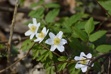 Anemone nemorosa