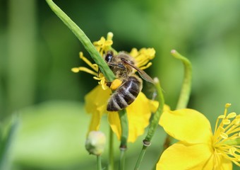 Bee on a St. John's wort herb