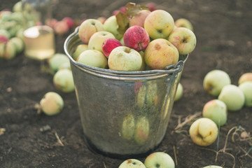 apples in a bucket in the counrtyside horizontal orientation