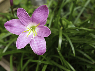 fresh pink and purple Zephyranthes minuta