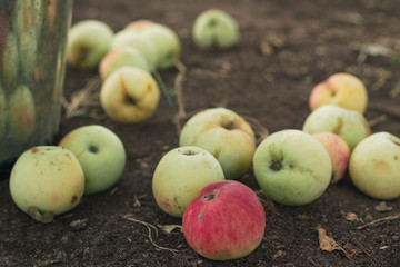 A bunch of apples laying on the ground in the garden