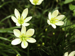 fresh white Zephyranthes minuta