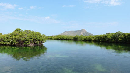 mangrove swamp