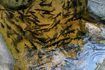 Fish in natural waters at chanthaburi