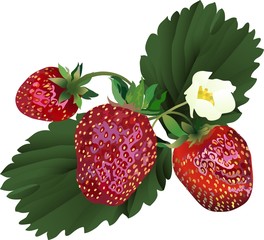 strawberry