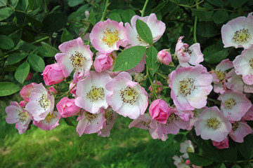 rambler rose apple blossom