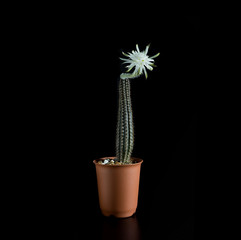 Isolated Cactus Echinopsis Mirabilis Flower are Blooming on Black Background - Cacti Plant...