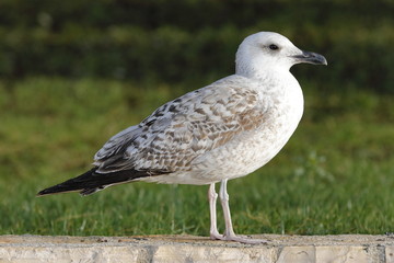 seagull