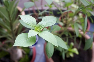 Close up view of real Basil Leaves herb plant for home gardening and food photo