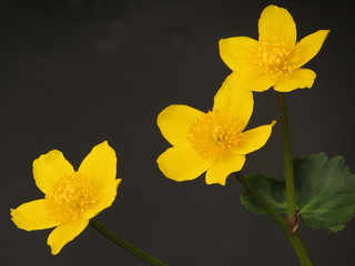 bright yellow flower (In the style of oil painting)