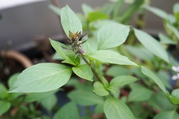 Close up view of real Basil Leaves herb plant for home gardening and food photo