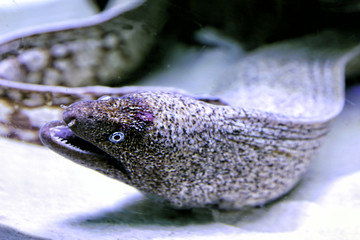 Moray eels underwater