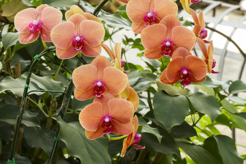 Vanda orchids in the garden