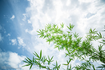 Green leaf under the blue sky