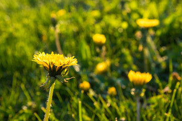 Yellow dandelion flowers in the grass