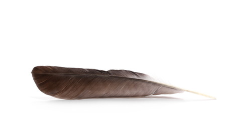 Grey crow feather isolated on white background 