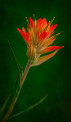 Red Indian Paintbrush Flower On Green Background