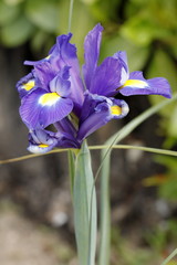 flower iris