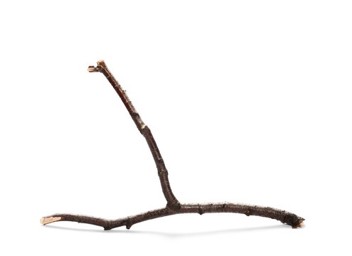 dry rotten birch branch isolated on white background